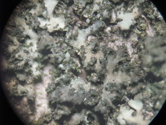 Phaeophyscia nigricans