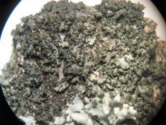 Phaeophyscia nigricans