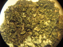 Phaeophyscia nigricans