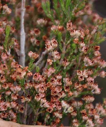Image of Erica lucida by (c) Tony Rebelo, some rights reserved (CC BY-SA)
