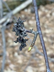 Eriophyes betulae