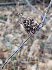 Eriophyes betulae