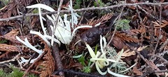 Clavaria fragilis vermicularis