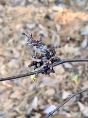 Eriophyes betulae