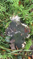 Acroporidae