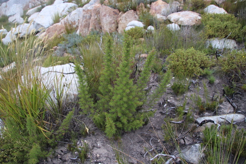 Image of Cliffortia dregeana by (c) Tony Rebelo, some rights reserved (CC BY-SA)