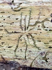 Pityogenes bidentatus