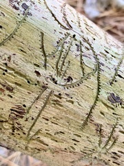 Pityogenes bidentatus