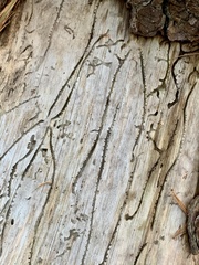 Pityogenes bidentatus