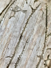 Pityogenes bidentatus