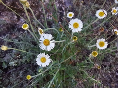 Erigeron calcicola