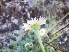 Erigeron calcicola