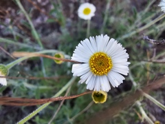 Erigeron calcicola