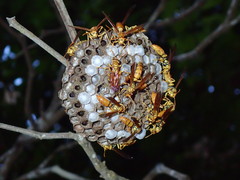 Polistes balder