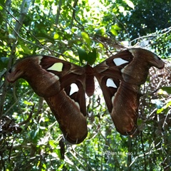 Attacus