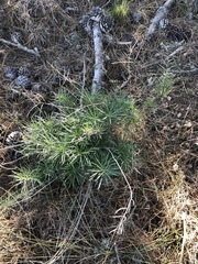 Erysimum suffrutescens