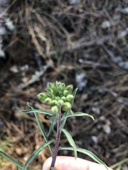 Erysimum suffrutescens