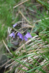 Soldanella montana