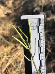 Erysimum suffrutescens