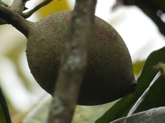 Pouteria sapota