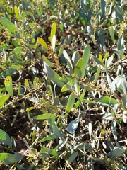 Acacia redolens