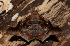 Euclystis guerini