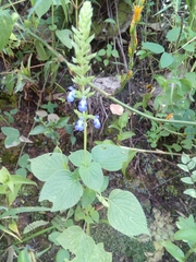 Salvia leptostachys