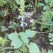 Salvia leptostachys - Photo (c) María Isabel Ignacio Sánchez, algunos derechos reservados (CC BY-NC), subido por María Isabel Ignacio Sánchez