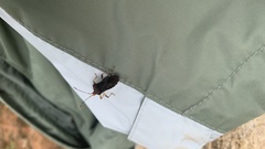Anasa scorbutica