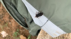 Anasa scorbutica