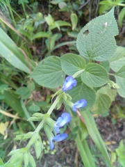 Salvia leptostachys