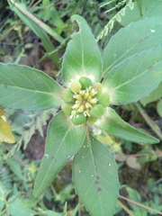 Euphorbia schiedeana