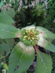 Euphorbia schiedeana