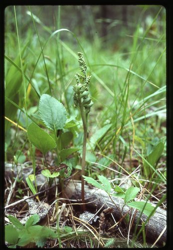 Stalked moonwort (Botrychium pedunculosum)