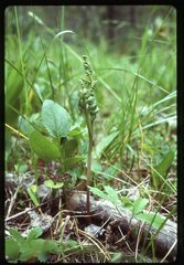 Botrychium pedunculosum