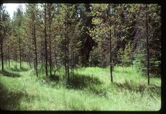 Botrychium pedunculosum