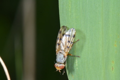 Otitini