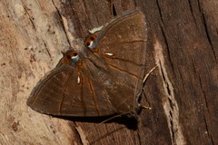 Eulepidotis carcistola