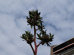 Agave murpheyi