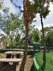 Chrysophyllum cainito