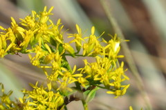 Solidago chapmanii image