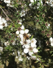 Eristalis tenax