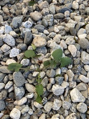 Magnoliopsida