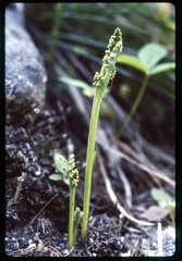 Botrychium paradoxum