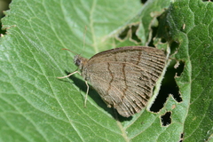 Hermeuptychia gisella