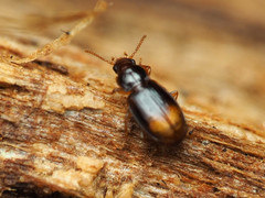 Mioptachys flavicauda