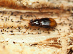 Mioptachys flavicauda