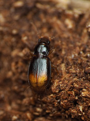 Mioptachys flavicauda