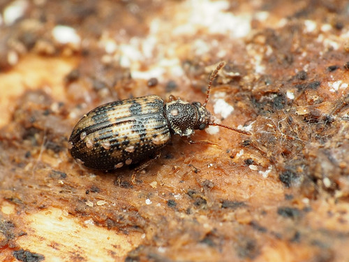 Spotted Tooth-necked Fungus Beetle