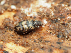 Derodontus maculatus